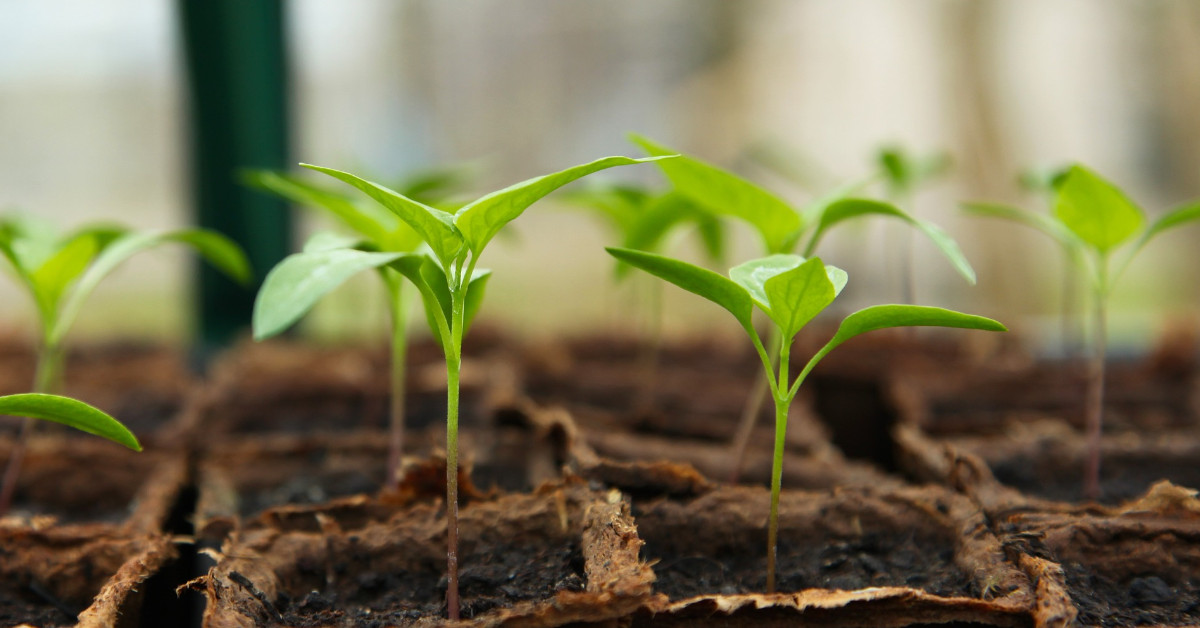 Small vegetables growing in a garden.